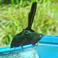 Image result for Arthropteris anniana