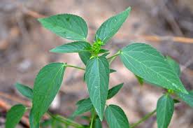 Image result for Acalypha nyasica