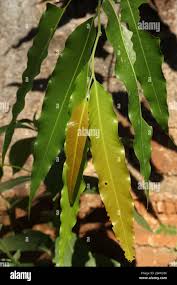 Image result for Monoon longifolium