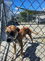 Tasman Dog Pound