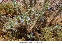 Image result for Blepharis diversispina