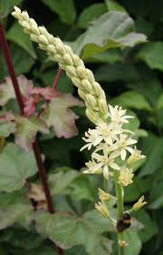 Image result for Ornithogalum flexuosum