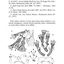 Image result for Tricalysia jasminiflora