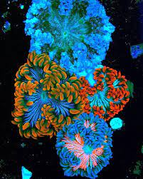 Marigold Pinstripes Flower Rock Anemone Anemone Coral Reef Animals Saltwater Aquarium