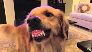 Video This Dog Thinks Showing Teeth Is Smiling We Love Golden Retrievers