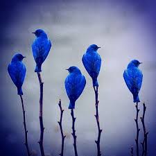 Birds Chirping In The Morning Gray Vervain On Instagram Good Morning We Have Slipped Into Another Cool Gray Day Here Again But I Can Still Hear The Birds Chir Beautiful Birds Bird Birds