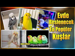 Evde Beslenebilecek En Populer Kuslar Youtube