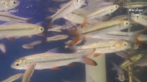 #asampedas #ikansungai #dirumahaja bahan : Anak Ikan Jelawat Youtube