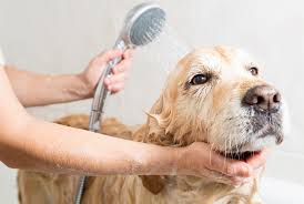 Have you noticed that your puppy is getting a little stinky? 7 Common Bath Time Mistakes Pet Owners Make Petmd