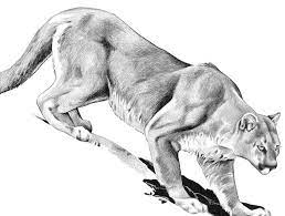 Here is what your pretty mountain lion looks like when you are all done. Mountain Lions Dinosaur National Monument U S National Park Service