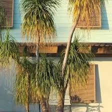 Image result for Argocoffeopsis