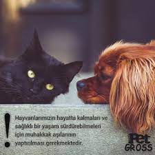 en iyi dostunuzun yeni dostu http www metinpetgross com hayvanlarimizin asilari yasamsal onemdedir kedi kopek balik evcil hayvanlar kedi kopek