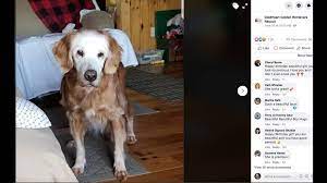 Oldest Living Golden Retriever Celebrates Birthday Rescue The Kansas City Star