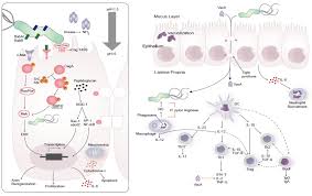 Helicobacter Pylori Infection Nutritional Immunology And Molecular Medicine Laboratory