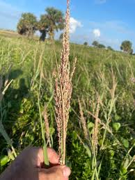 Image result for Panicum subflabellatum