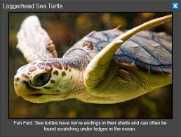 National Aquarium In Washington Dc Virtual Tour Sea Turtle Species Loggerhead Sea Turtle Turtle