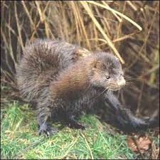 Random Animal Generator Animals Animal Species Orangutan