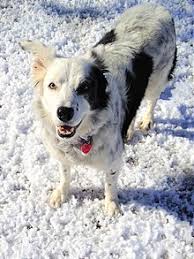 A new study has shown that dogs can use their highly evolved sense of smell to. Dog Intelligence Wikipedia