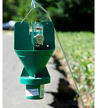 Integrated pest control branch (ipc) biological control program curly top virus program. Cdfa Plant Health Pest Detection Emergency Projects