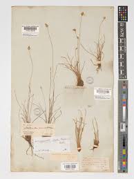 Image result for Abildgaardia ovata