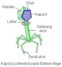 Check spelling or type a new query. Dunia Biologi Virus Rangkuman Biologi Sma Kelas X