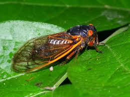 This page on symbolic cicada meaning is a result of carolinda's observations with a few of my own tossed in the mix. I Still Haven T Seen A Brood X Cicada And I M Kind Of Sad About It Washingtonian Dc