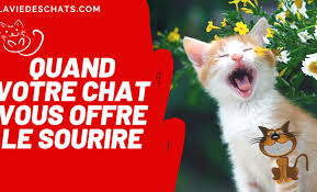 Chat Rigolo La Vie Des Chats We connect you to live cam to cam chat with strangers, making it easier than ever for you to meet new people online as comeet. chat rigolo la vie des chats
