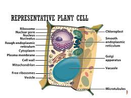 Maybe you would like to learn more about one of these? Cell Structure And Function Ppt Download