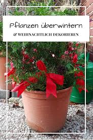 Pflanzen Mithilfe Von Tannenzweigen Uberwintern Und Weihnachtlich Dekorieren Weihnachtlich Dekorieren Pflanzen Dekorieren