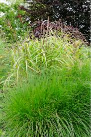 Image result for Miscanthus junceus