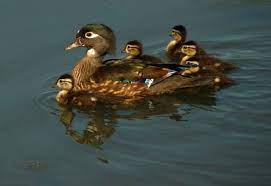 Ducks often lay their eggs to hatch on the ground and their. Can You Tell The Difference Blandford Nature Center Facebook