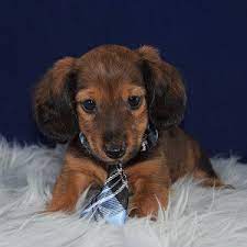 All our puppies have a written guarantee. Dachshund Puppies For Sale In Pa Dachshund Puppy Adoptions