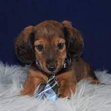 Check spelling or type a new query. Dachshund Puppies For Sale In Pa Dachshund Puppy Adoptions