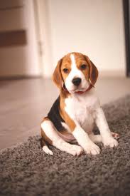 The beagle is loving,sweet and gentle, happy to see everyone, greeting them with a wagging tail and is sociable, brave and intelligent. Pocket Beagle 7 Bite Sized Facts You Need To Know Perfect Dog Breeds