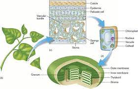 We did not find results for: The Structure Of A Chloroplast And Its Location Within A Plant Cell Download Scientific Diagram