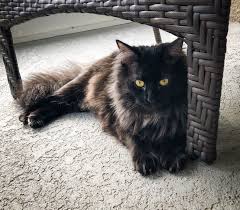 Black And White Cat With Gold Eyes Pin On Maine Coon