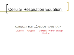 What are the reactants in the equation of cellular respiration? Cellular Respiration December 6th Ppt Download