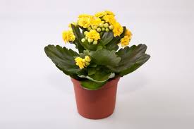 Mini Yellow Kalanchoe Plants Prune Succulents