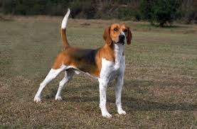 Image result for Harrier dog