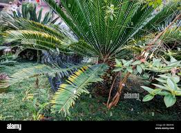 Image result for Zamiaceae