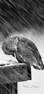 Black And White Bird With Red Head California Regilla Una Fiorentina In California Birds Animals Beautiful Beautiful Birds