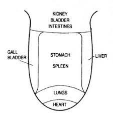 How Tongue Diagnosis Works By Transformational Acupuncture