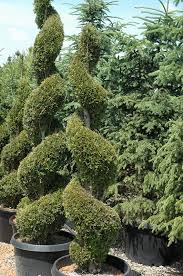 There are 2609 spiral plants for sale on etsy, and they cost $14.78 on average. Emerald Green Arborvitae Spiral Thuja Occidentalis Smaragd Spiral In Burlington Waterdown Dundas Ontario Ontario On At Connon Nurseries