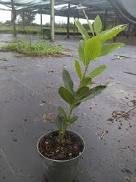 Image result for bay leaf bush foto