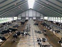 Untuk contoh yang diberikan ini, lembu fidlot hanya perlu diberi t ambahan zat galian, terutamanya galian kalsium (ca) dan fosforus (p), iaitu. 8 Ide Kandang Lembu Peternakan Beternak Kambing Kambing