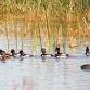 Delta Woods Park — Hernando Audubon Society event image