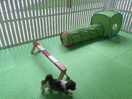 We are animal lovers at our core. Grooming For Dog Dubai Affordable Dog Grooming Dubai Mobile Pet Grooming Dog Groomer On Wheels Dog Groomers Dubai Dog Grooming Dubai Dog Grooming Home Service Dog Grooming Near Me Dog Grooming