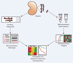 Complementary dna) ist eine dna, die mittels des enzyms reverse transkriptase meist aus mrna synthetisiert wird. Genexpressionsanalysen An Nierenbiopsien Springerlink