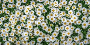 Awesome daisy flower backgrounds if you want to be cheerful each time you look at your computer start screen then daisy background is the best option. White Daisy Flowers Chamomile Field Flowers Flowerbed Hd Wallpaper Wallpaperbetter