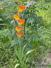 Image result for Gladiolus unguiculatus